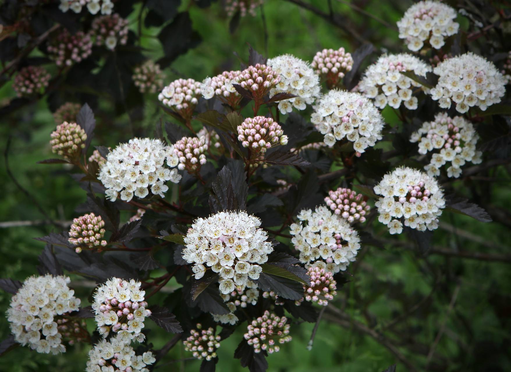 Photo of Summer Wine